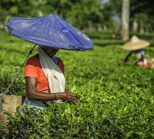 Beautiful Darjeeling Tour